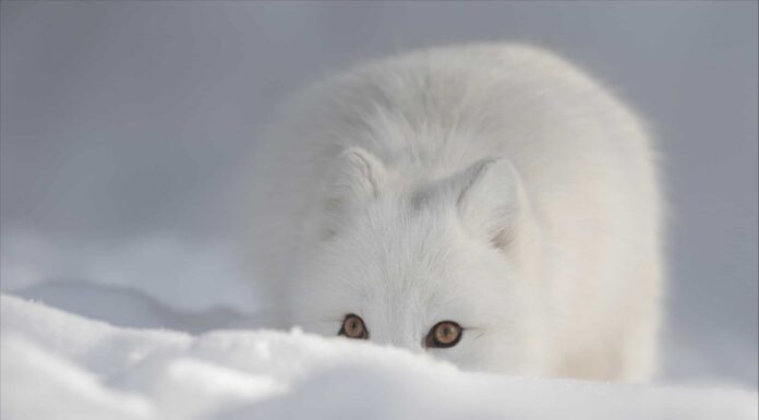 Le volpi vanno in letargo?
