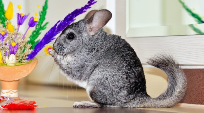 Cacca di cincillà: tutto ciò che avresti sempre voluto sapere Denti di cincillà: tutto ciò che devi sapere