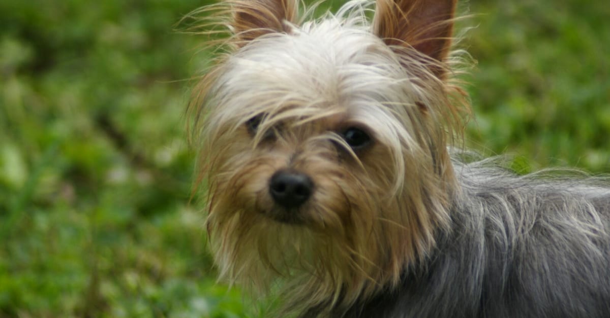 I 7 tipi di razze Yorkie