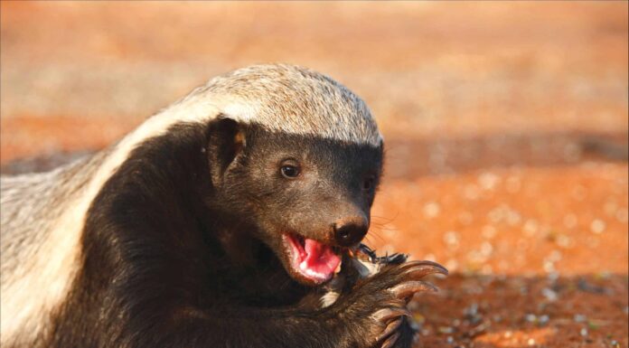 Cosa mangiano i tassi del miele?
