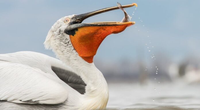 A The Best Nest Boxes Birds Will Actually Use for 2022