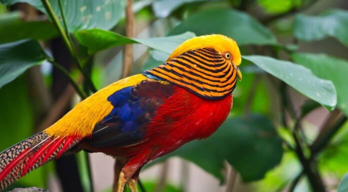 Tipi rari di uccelli
