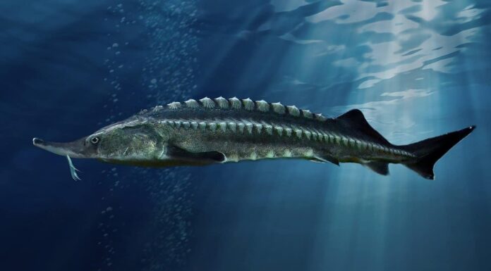 Cosa mangia lo storione?
