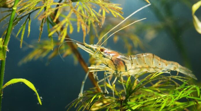Cosa mangiano i gamberi fantasma?
