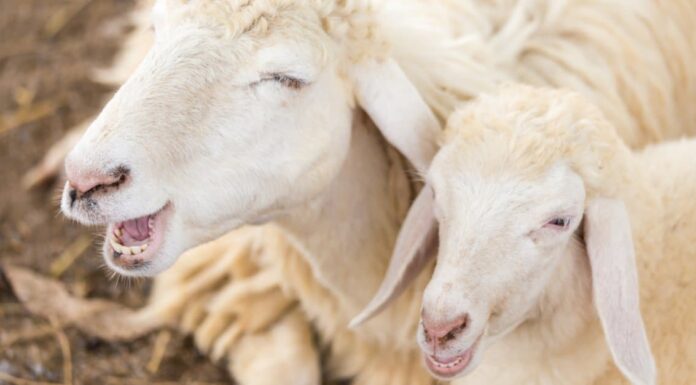 Sheep Teeth - Sheep and Fawn