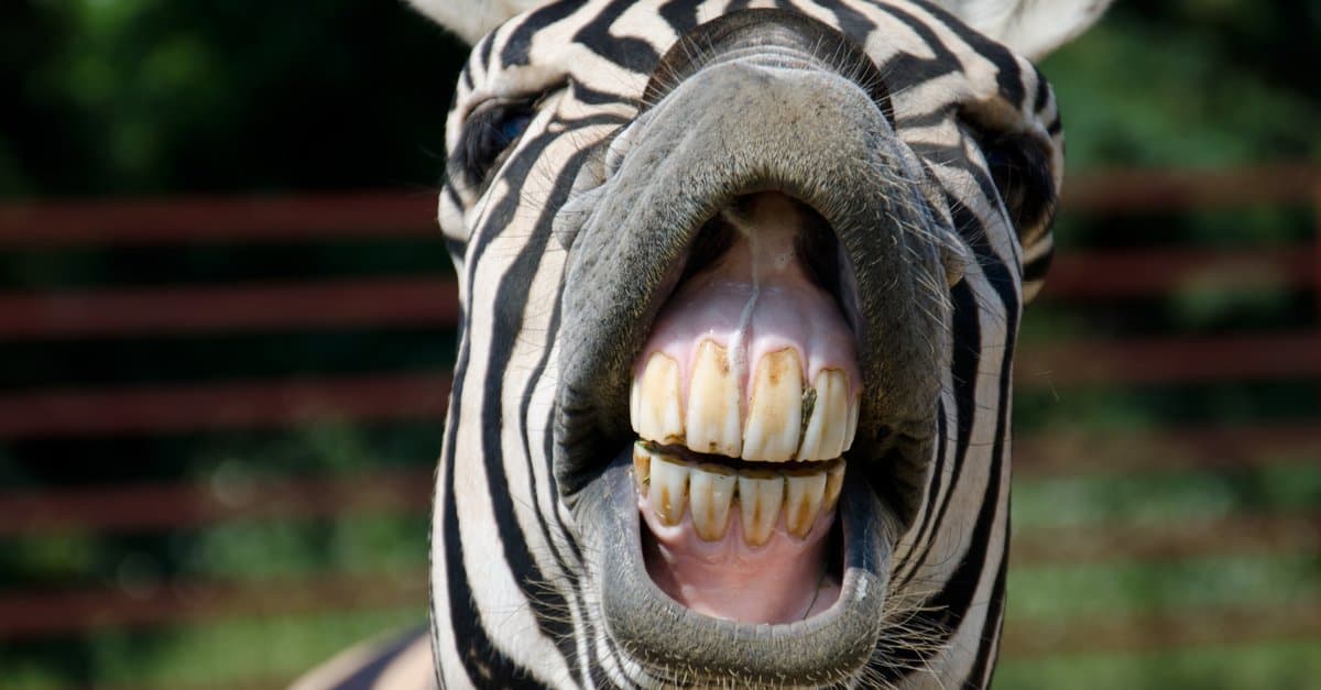 Denti di zebra: tutto quello che c'è da sapere