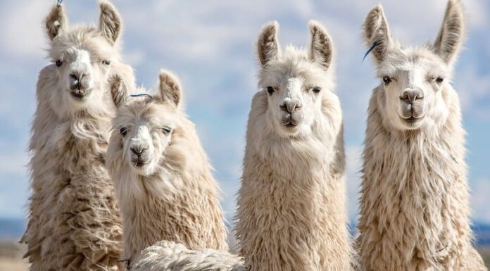 Denti di lama: anatomia dentale e per cosa usano i denti da combattimento
