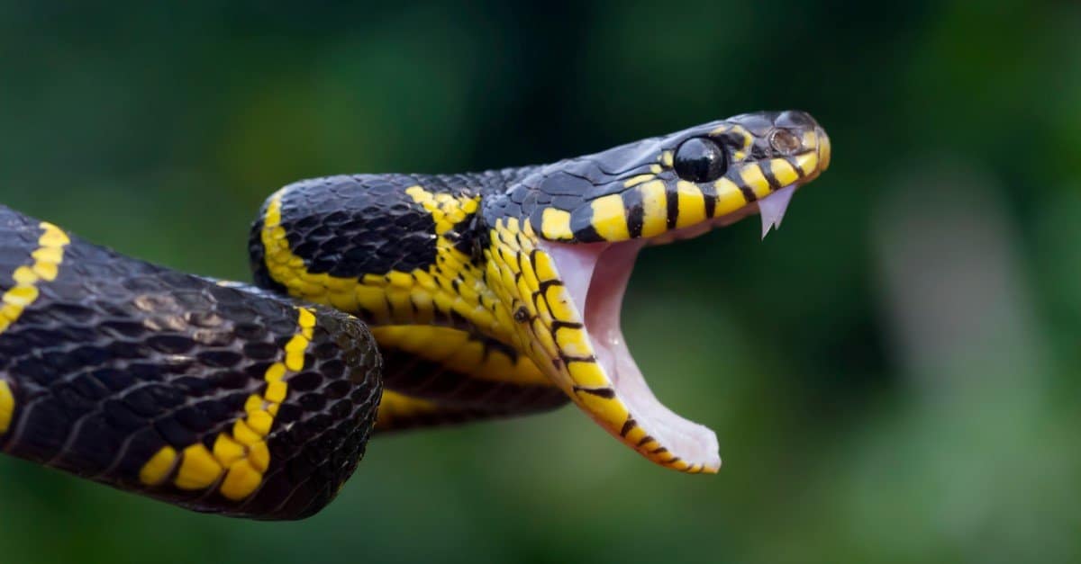 Denti di serpente: tutto ciò che devi sapere