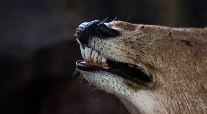 Deer Teeth - Deer Skull