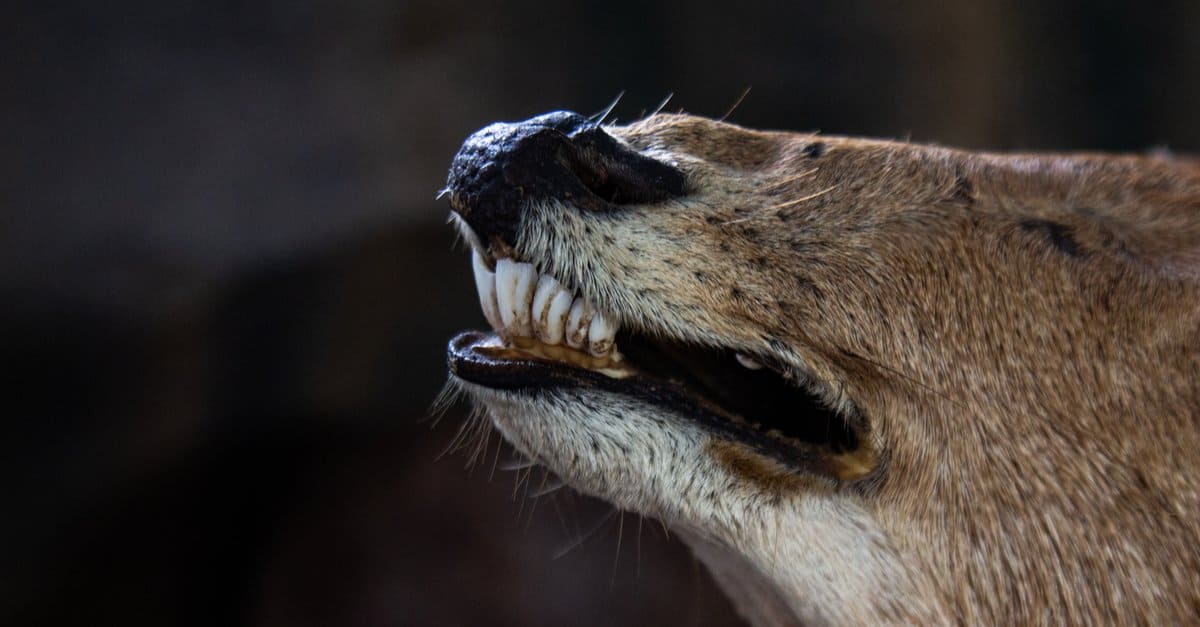 Deer Teeth - Deer Skull