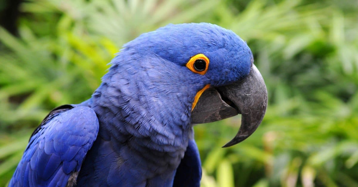 Tipi di uccelli da compagnia