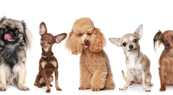 Tipi di razze di cani giocattolo
