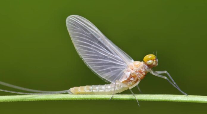 8 animali viventi più corti del mondo
