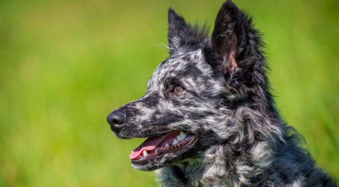 Le 8 migliori razze rare di cani
