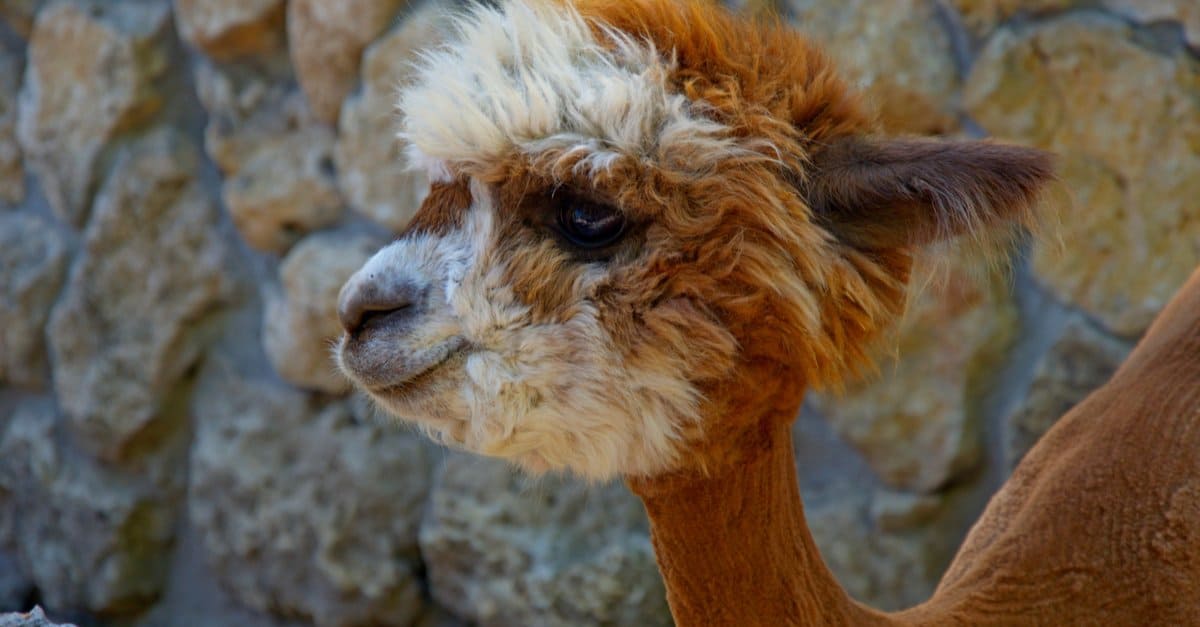 baby alpaca closeup