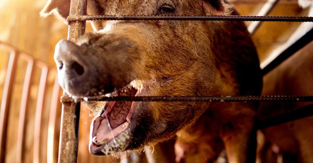 Pig Teeth - Baby Piglet