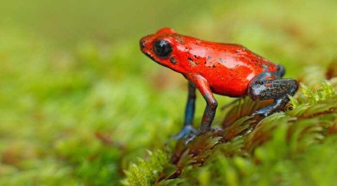 Cosa mangiano le rane avvelenate?
