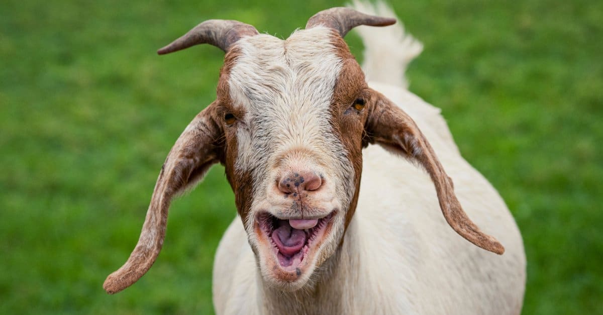 Do Goats Have Upper Teeth - Goat Skull