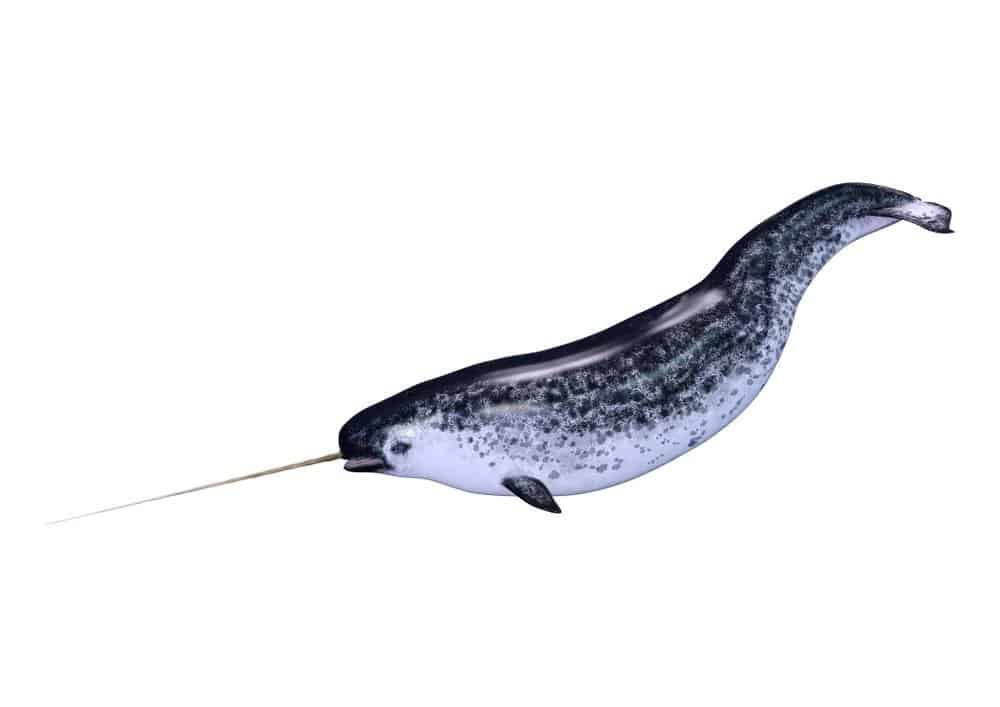 Animals That Have Tusks-Narwhal