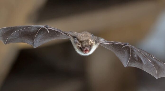 Come far uscire un pipistrello da casa tua
