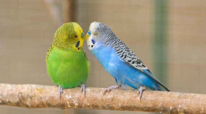 Durata della vita dei parrocchetti: quanto vivono i parrocchetti?
