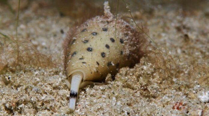 Cosa mangiano le lumache di mare?

