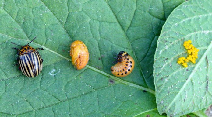 Il ciclo di vita di un coleottero
