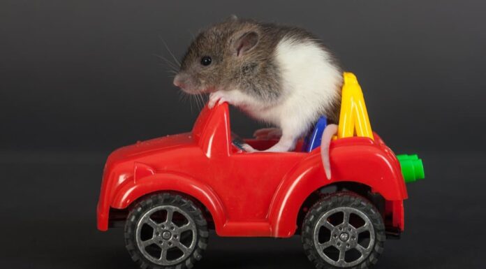 How long do rats live?