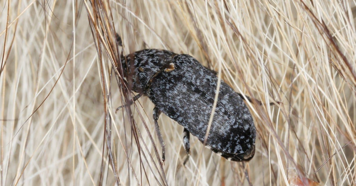 Coleotteri carnivori: tutto ciò che non avreste mai voluto sapere