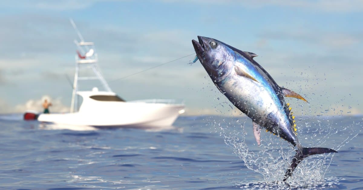 Fastest Sea Animal: Atlantic Bluefin Tuna