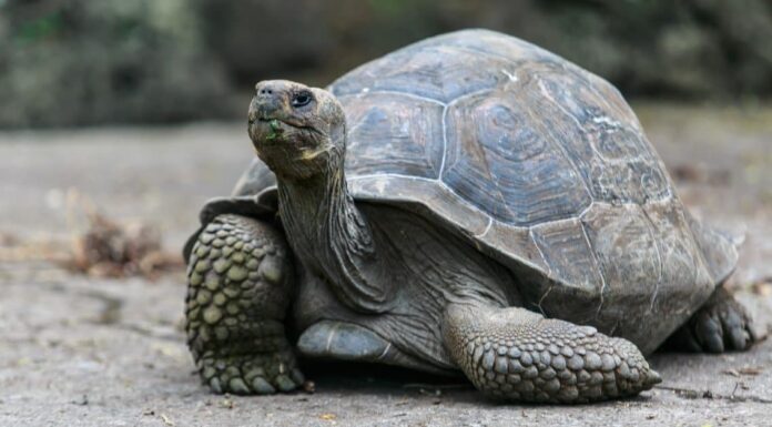 Scopri la più grande tartaruga delle Galapagos
