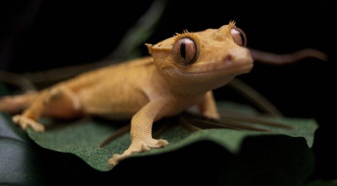 Prezzo e costo del geco crestato
