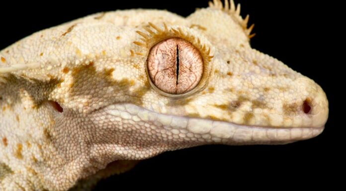 Geco crestato Morphs: l'elenco completo
