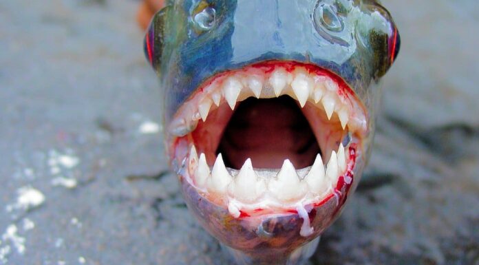 Largest Piranha - pygocentrus piraya (piraya piranha)