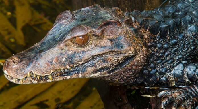 Largest Caiman - Black Caiman