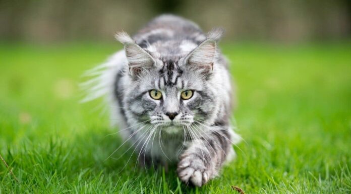 Gli 8 gatti più pesanti e grassi
