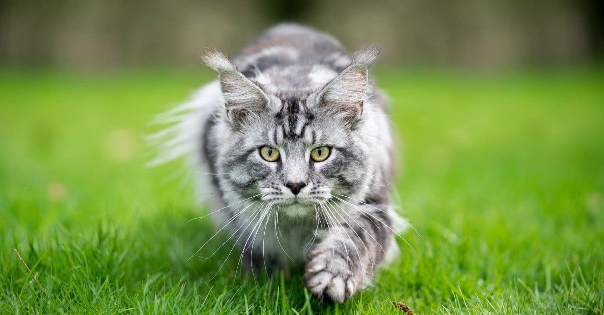 Gli 8 gatti più pesanti e grassi