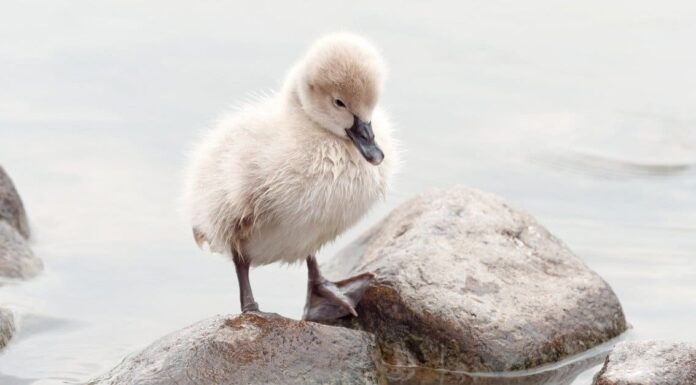 baby swans taking a ride