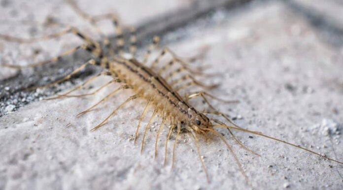 What Do House Centipedes Eat? - What Do Centipedes Eat