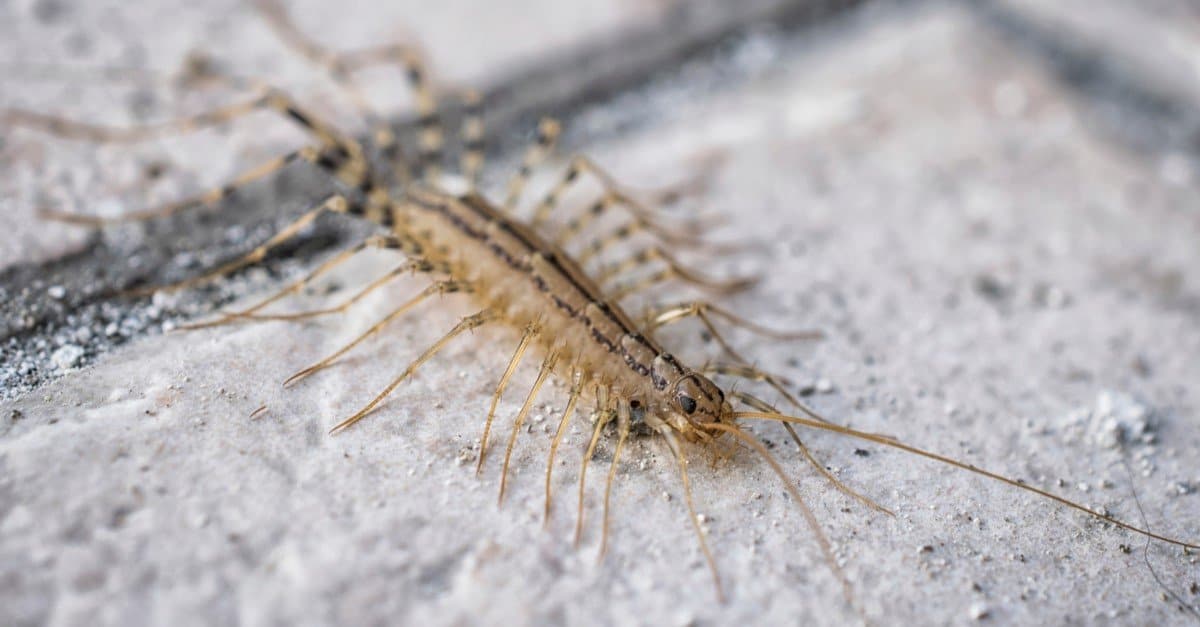 What Do House Centipedes Eat? - What Do Centipedes Eat