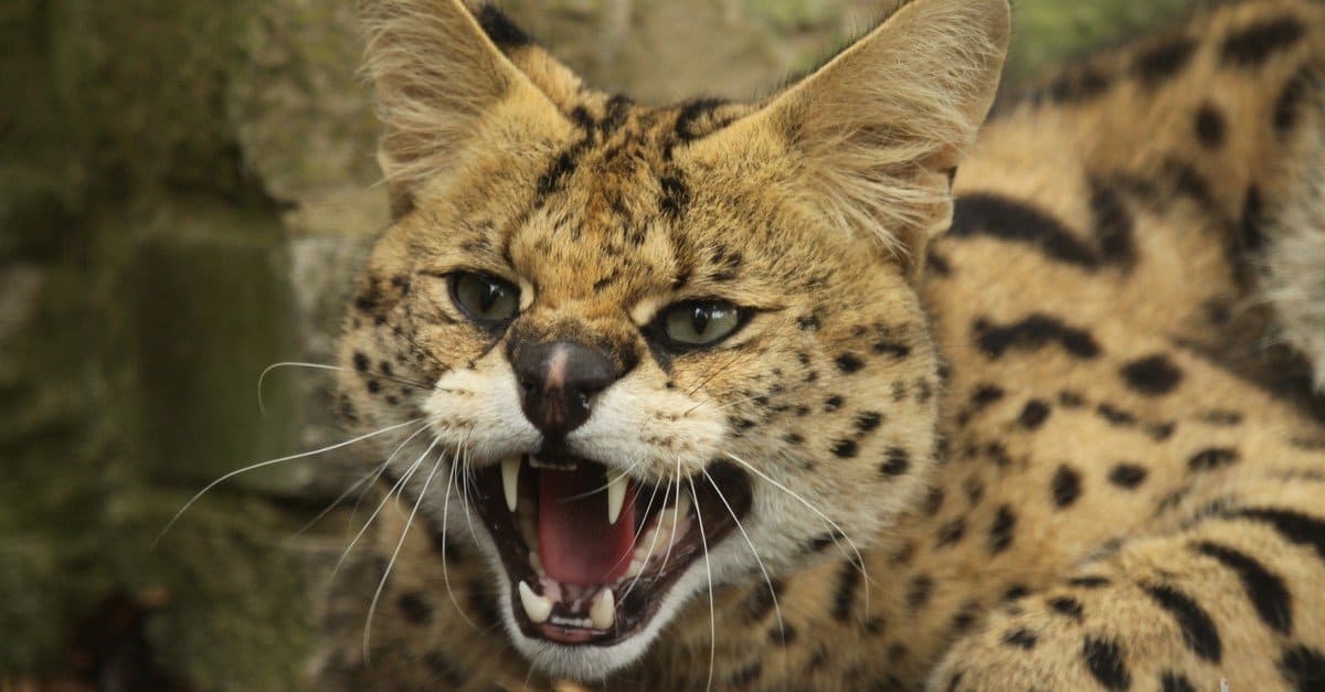 I 10 gatti più pazzi o più arrabbiati