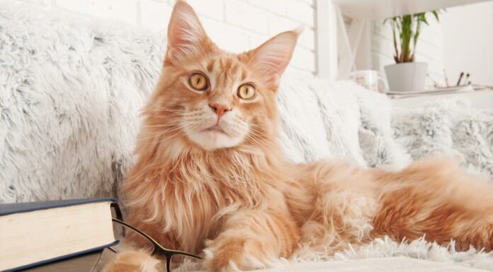 I 9 migliori gatti più lunghi
