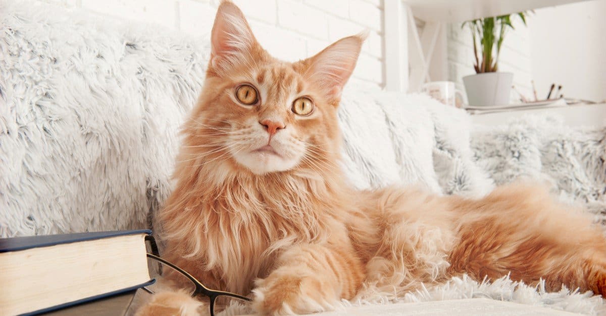 I 9 migliori gatti più lunghi