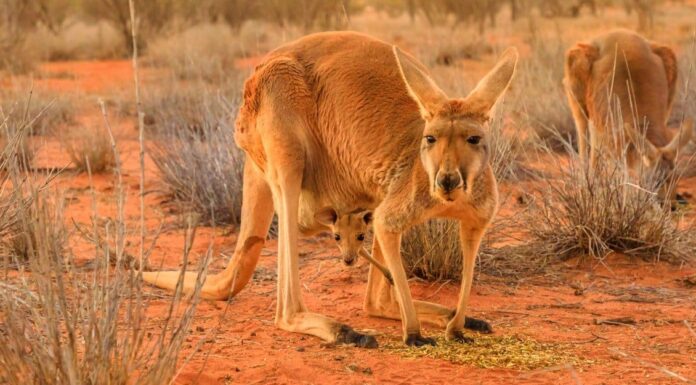 Zampe, mani e artigli di canguro: tutto quello che avreste sempre voluto sapere
