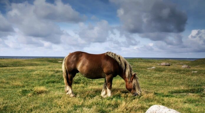 I 10 cavalli più forti del mondo
