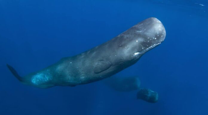 Denti di capodoglio: tutto ciò che devi sapere
