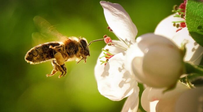 bee on purple flower