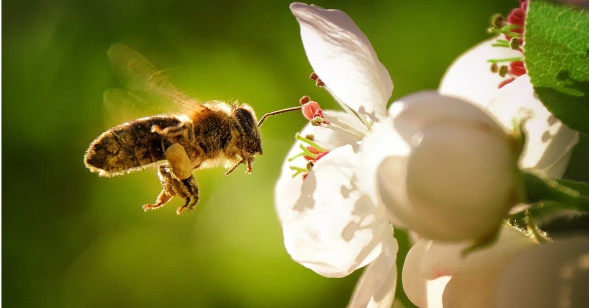 bee on purple flower