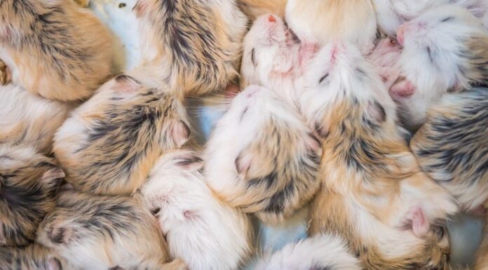 Baby Hamster: 6 fatti sorprendenti e 6 immagini baby hamster litter