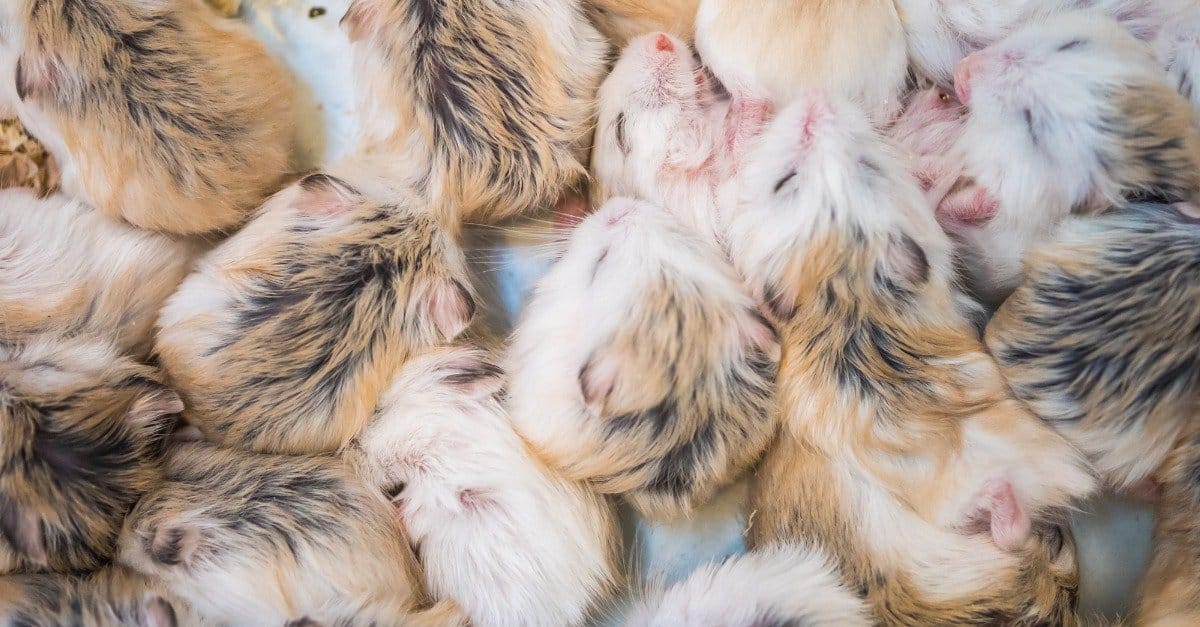 baby hamster litter